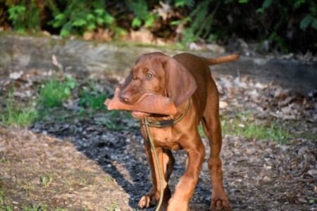 Puppytraining Young Hunter